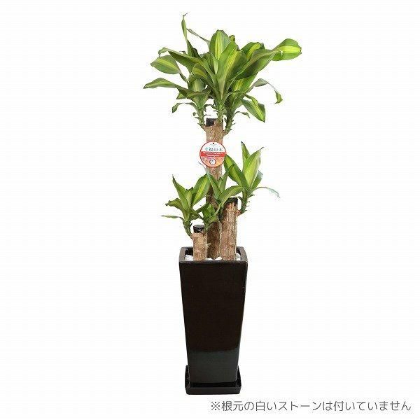 大きめ ユッカ 黒鉢付き 大きめ ユッカ 黒鉢付き 観葉植物・通販】ユッカ8号 黒