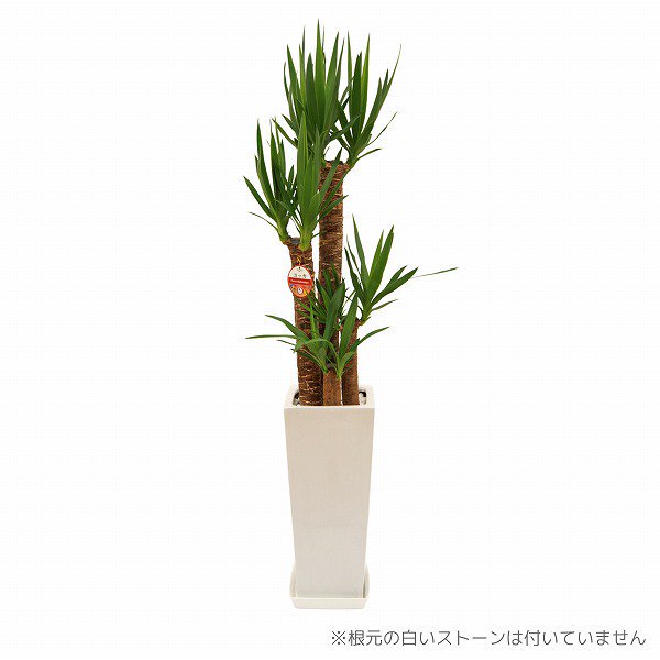 観葉植物 青年の木】ユッカ8号・白のおしゃれな角陶器鉢カバー付き・受け皿あり／サムライフラワー