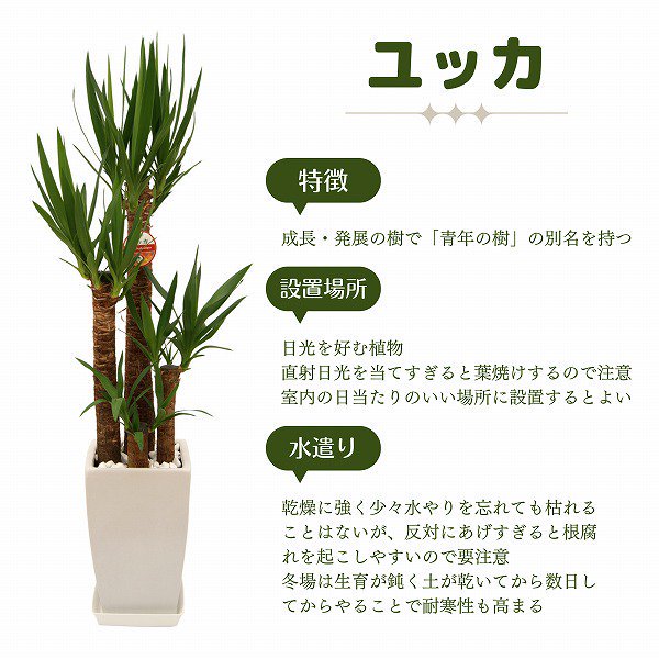 観葉植物 青年の木】ユッカ8号・白のおしゃれな角陶器鉢カバー付き・受け皿あり／サムライフラワー