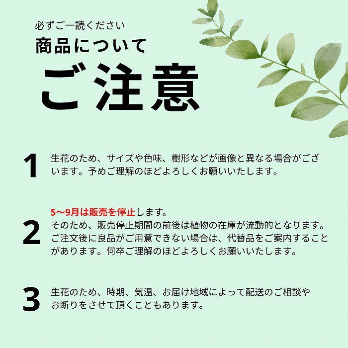 観葉植物 青年の木(ユッカ)7号(白穴高陶器鉢・受け皿付き)‐サムライフラワー