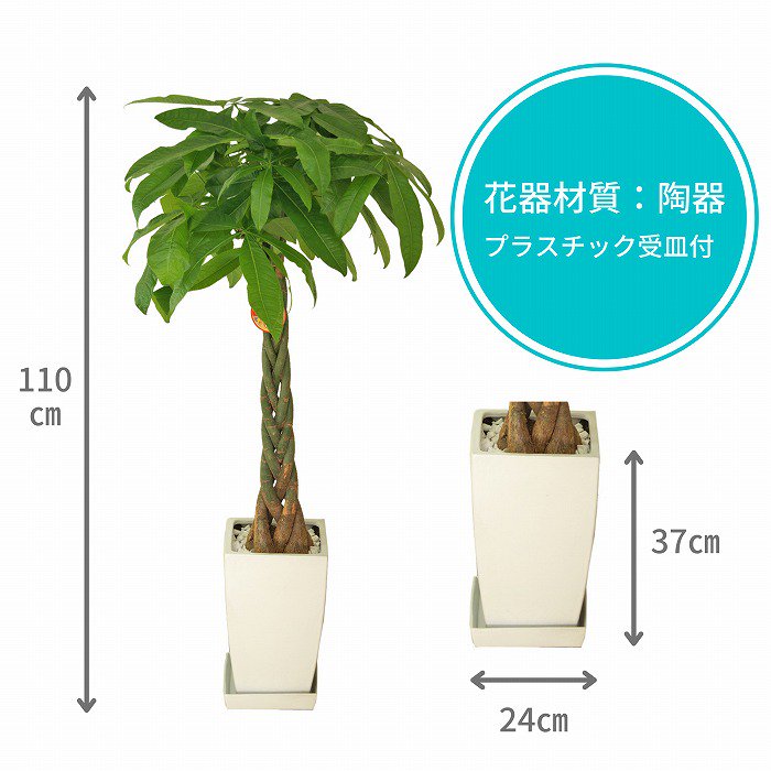 観葉植物の通販 産地直送の パキラ8号(白角陶器鉢・受け皿付き