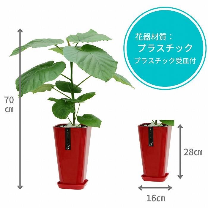 観葉植物 ウンベラータ6号(カラーポッド赤・受け皿付き)‐サムライフラワー