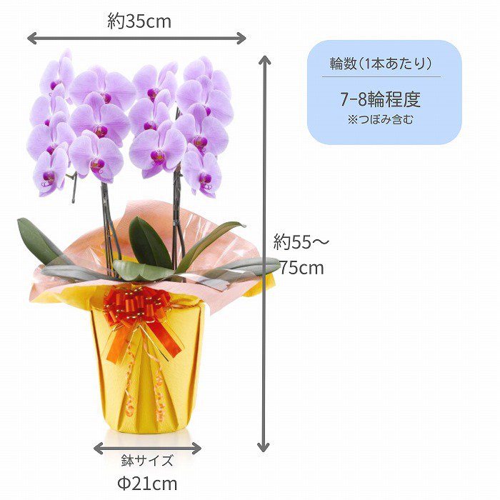 胡蝶蘭】2本立 14～16輪以上（ピンク）※選べるラッピング‐サムライフラワー