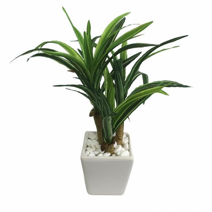 ユッカ 観葉植物 観葉植物 ユッカ 4号 ノーマル エッシ 16 R ブラウン 付き