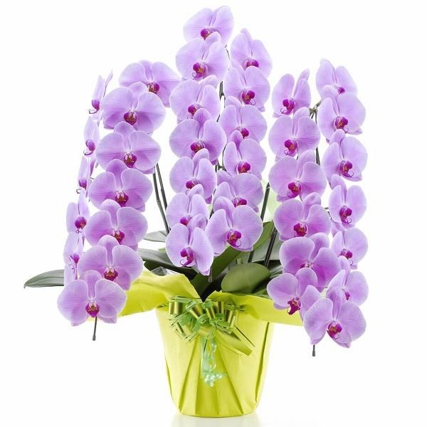 BonoBono様　3点まとめ ミディ胡蝶蘭 ストロベリーサリー 3本立 M | E-ハナ蘭.com