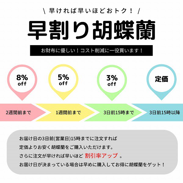 【7日前注文】早割り胡蝶蘭 5本立 リップ 35～40輪以上