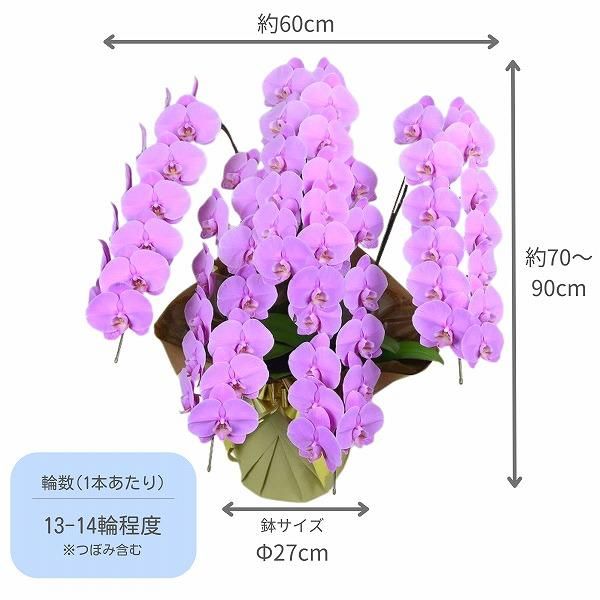 胡蝶蘭ギフト 5本立 ピンク 65～70輪以上（3日前15時まで注文・3
