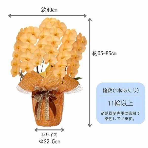 保田三友紀の油絵、新作 蘭の花 F 6号新品高級ゴールド軽量かまぼこ型額縁付き 肉筆油彩画「シマエナガ」F6号 瀬良風香 作 ー 三宝堂オンライン