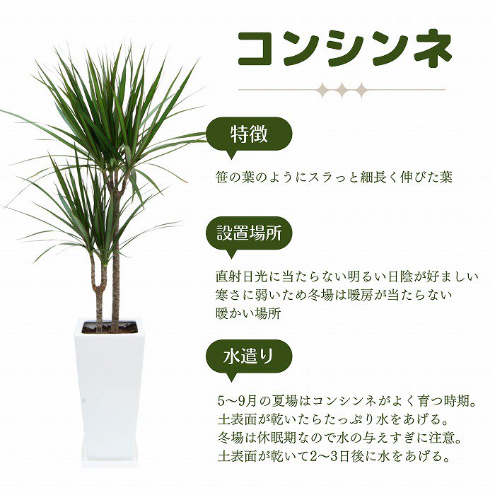 観葉植物】ドラセナ・コンシンネ10号（バスケット鉢カバー付き）‐サムライフラワー