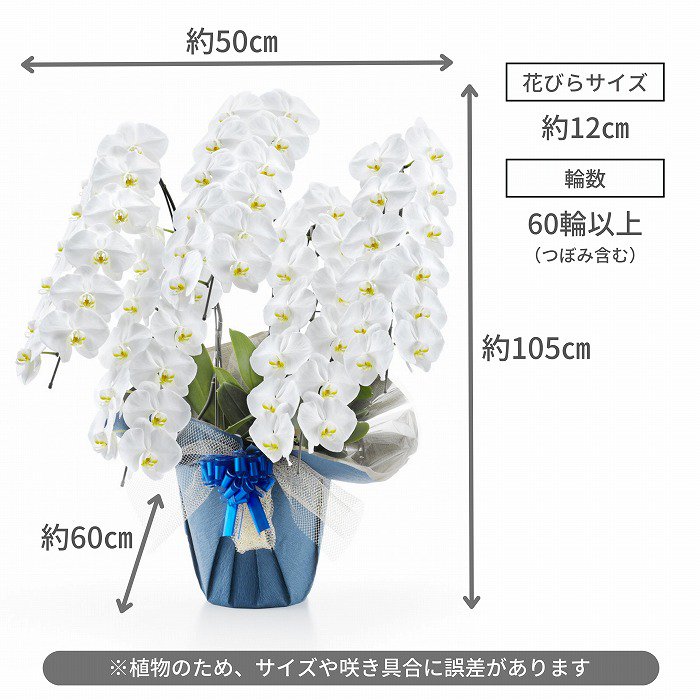 北海道配送可】胡蝶蘭5本立て60輪以上（白）※選べるラッピング