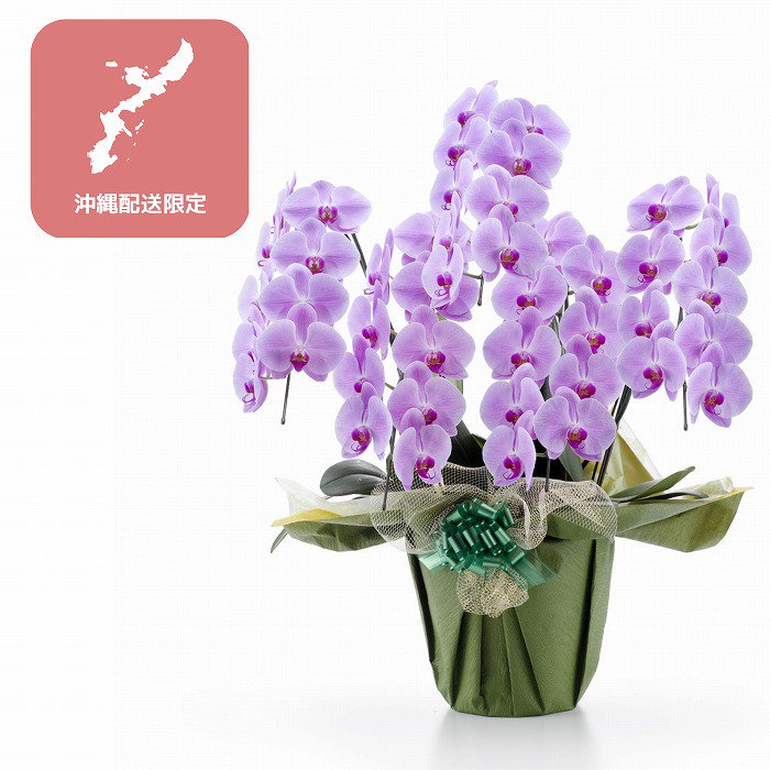 ぴろ様専用 胡蝶蘭 生花 濃いピンク＋専用箱 春早割 64.0%OFF