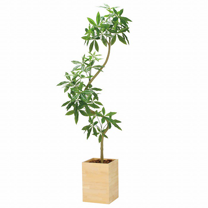 【造花(光触媒)】観葉植物 パキラ 210cm(ウッドボックス)※組立式