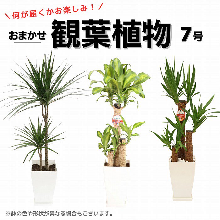 観葉植物】産地直送でおしゃれな鉢カバー付き・寄せ植え商品多数/サムライフラワー