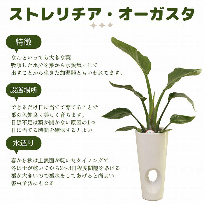 観葉植物 ストレリチア・オーガスタ6号(白角陶器鉢・受け皿付き 