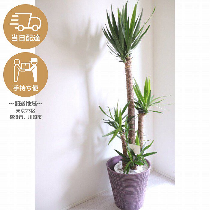 観葉植物 青年の木】ユッカ・エレファンティペス ・おしゃれなエコ素材の軽い鉢カバー付き）/サムライフラワー