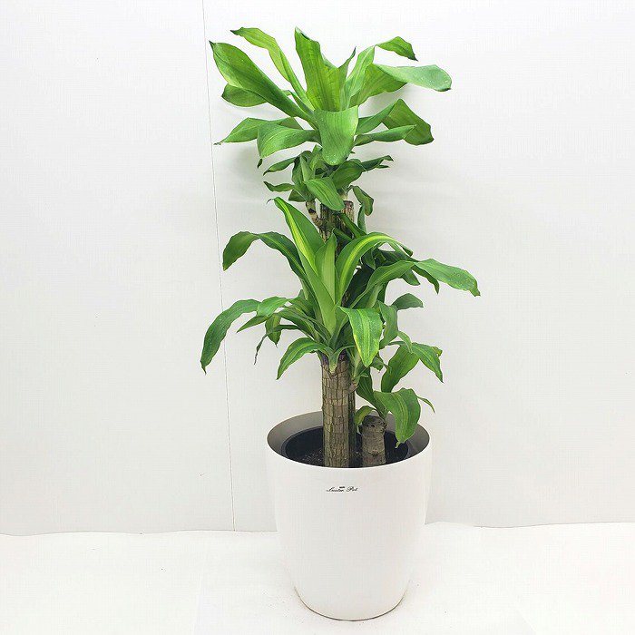 観葉植物 ドラセナ・マッサンゲアナ8号  白プラスチックカバー付き