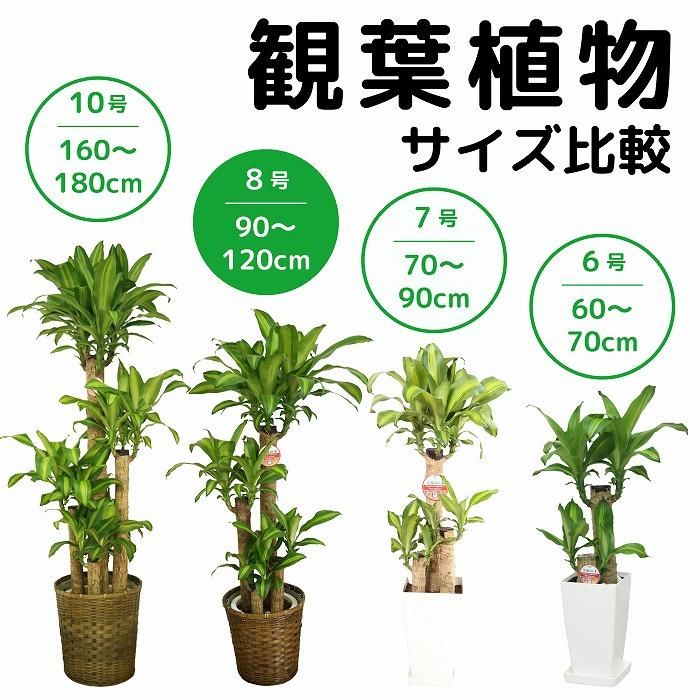 観葉植物・通販】ユッカ8号 白プラスチック鉢‐サムライフラワー