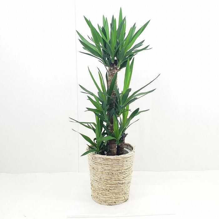 観葉植物・通販】ユッカ8号 白プラスチック鉢‐サムライフラワー