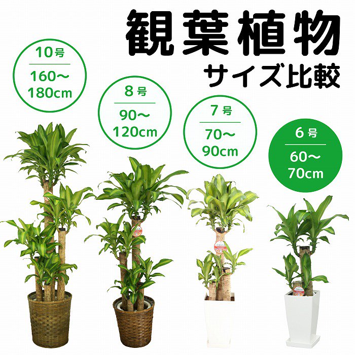 観葉植物】おまかせ 6号 3個セット（メッセージカード・鉢カバー付