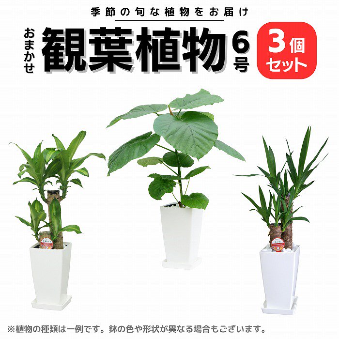 観葉植物 おまかせ6号 3個セット(メッセージカード・おまかせ鉢カバー付)