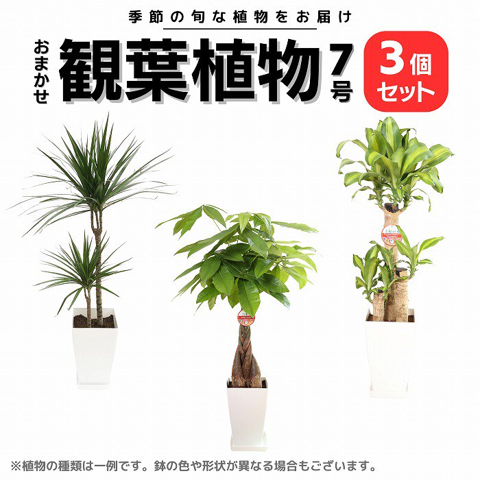 観葉植物】おまかせ 6号 3個セット（メッセージカード・鉢カバー付）-サムライフラワー