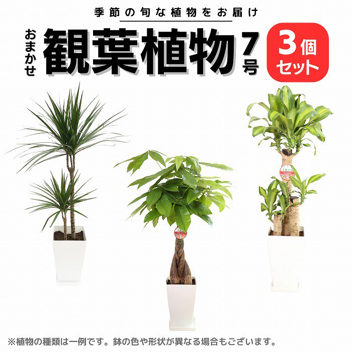 観葉植物 おまかせ7号 3個セット(メッセージカード・おまかせ鉢カバー付)