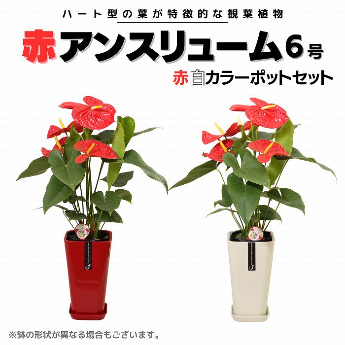 観葉植物 赤アンスリューム6号 赤・白カラーポットセット(受け皿付き)‐サムライフラワー