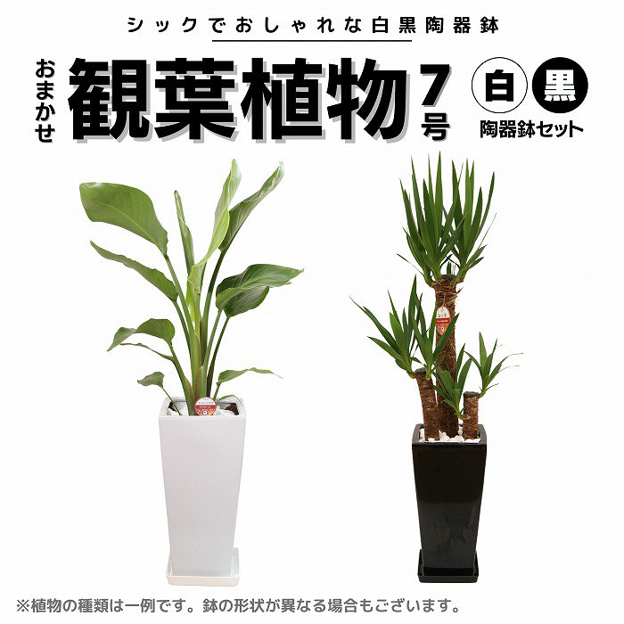 観葉植物】おまかせ 7号 白黒陶器鉢2個セット-サムライフラワー