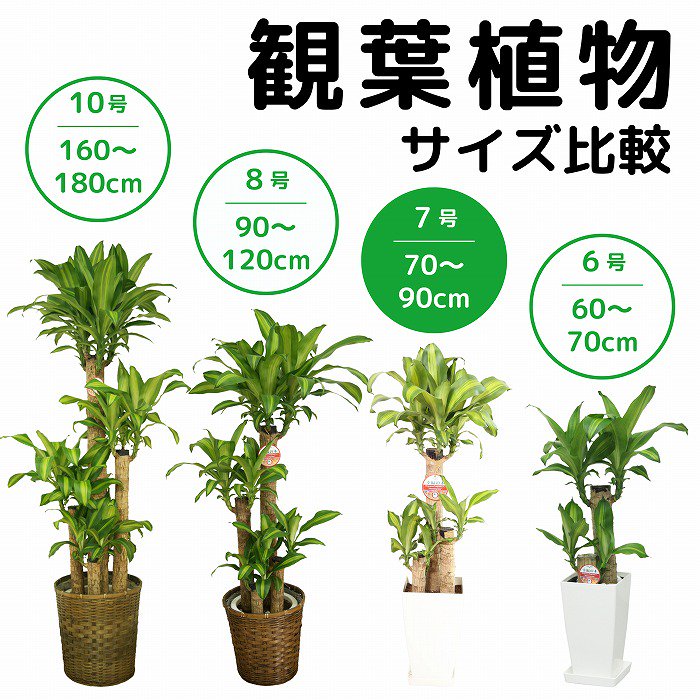 観葉植物】おまかせ 7号 白黒陶器鉢2個セット-サムライフラワー