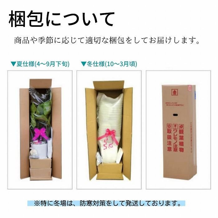 観葉植物】サンスベリア 7号 白黒陶器鉢2個セット-サムライフラワー