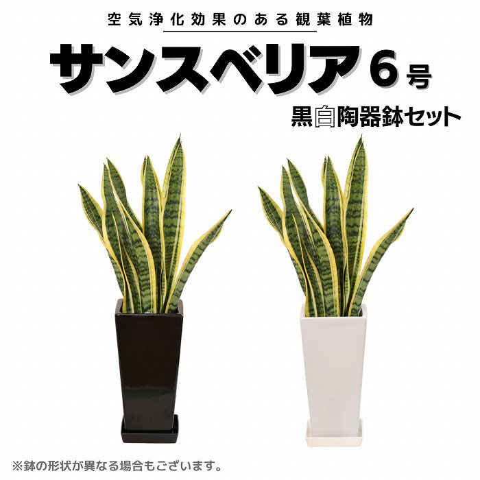 観葉植物 サンスベリア6号 白黒陶器鉢2個セット
