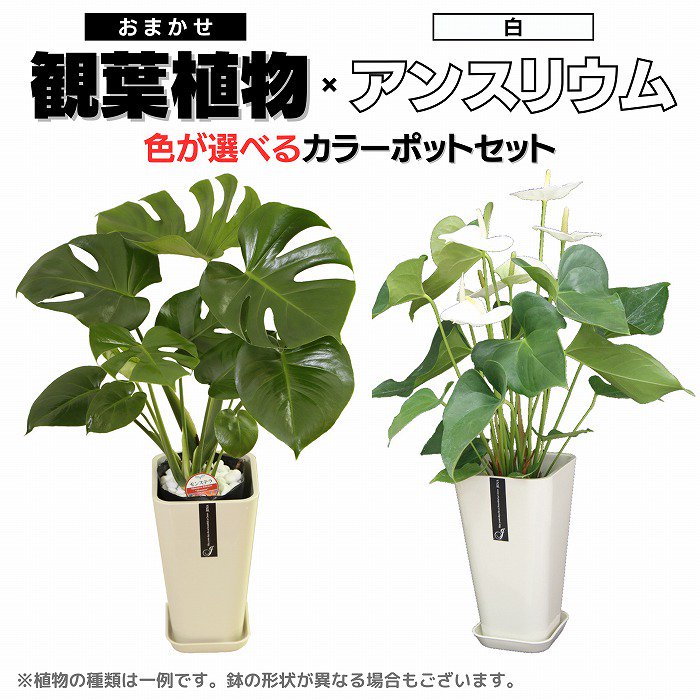 観葉植物】産地直送でおしゃれな鉢カバー付き・寄せ植え商品多数/サムライフラワー