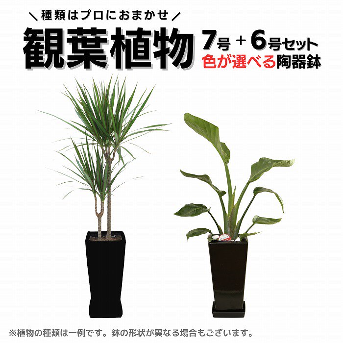 観葉植物】おまかせ7号×6号 色が選べる陶器鉢2個セット-サムライフラワー