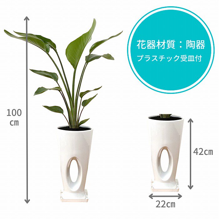 観葉植物】オーガスタ×マッサンゲアナ(幸福の木)7号 色が選べる穴なき陶器鉢2個セット-サムライフラワー