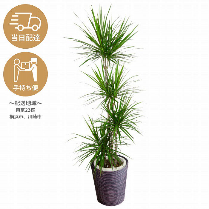 当日配達・手持ち便 観葉植物 コンシンネ10号 ダークブラウン鉢カバー