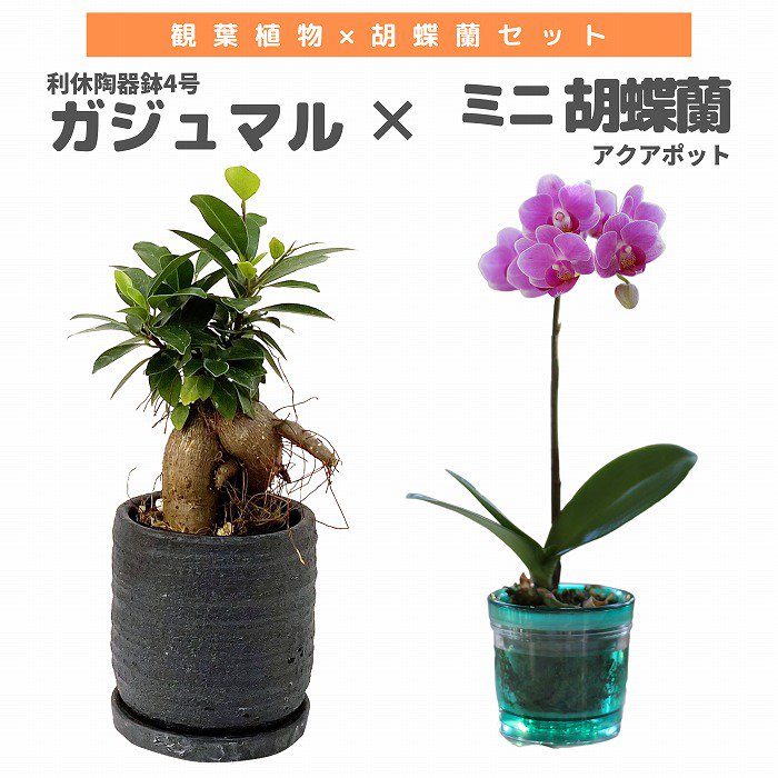 観葉植物と胡蝶蘭セット ガジュマル4号×ミニ胡蝶蘭(アクアポット)‐サムライフラワー