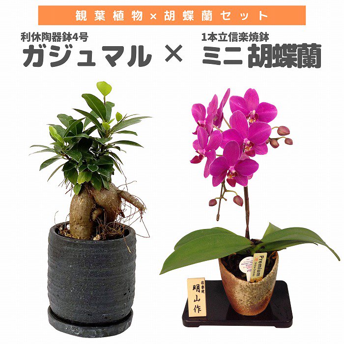 観葉植物と胡蝶蘭セット ガジュマル4号×ミニ胡蝶蘭(1本立信楽焼鉢)‐サムライフラワー