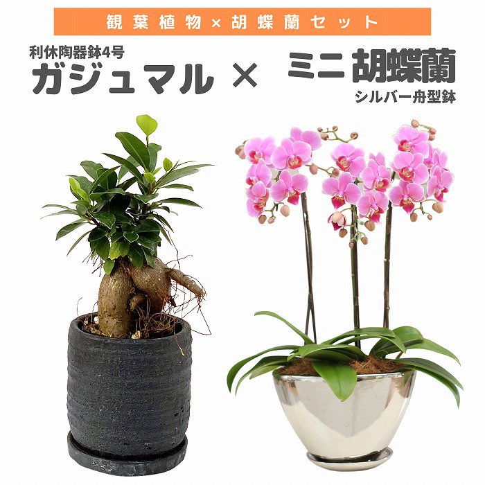 観葉植物と胡蝶蘭セット ガジュマル4号×ミニ胡蝶蘭(シルバー舟型鉢)‐サムライフラワー