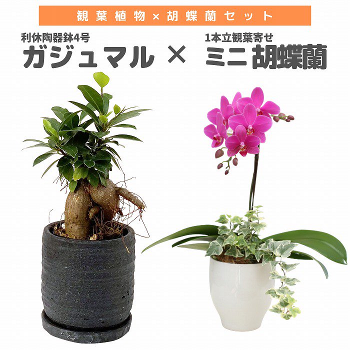 観葉植物と胡蝶蘭セット ガジュマル4号×ミニ胡蝶蘭(1本立観葉寄せ)‐サムライフラワー