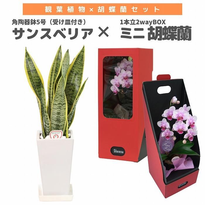 観葉植物と胡蝶蘭セット サンスベリア5号(角陶器鉢・受け皿付き)×ミニ胡蝶蘭(1本立2wayBOX入り)‐サムライフラワー