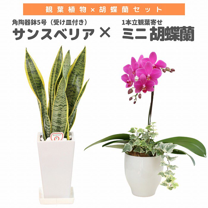 観葉植物と胡蝶蘭セット サンスベリア5号(角陶器鉢・受け皿付き)×ミニ