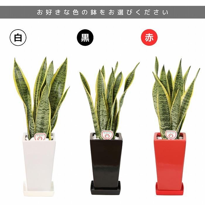 観葉植物と胡蝶蘭セット サンスベリア5号(角陶器鉢・受け皿付き