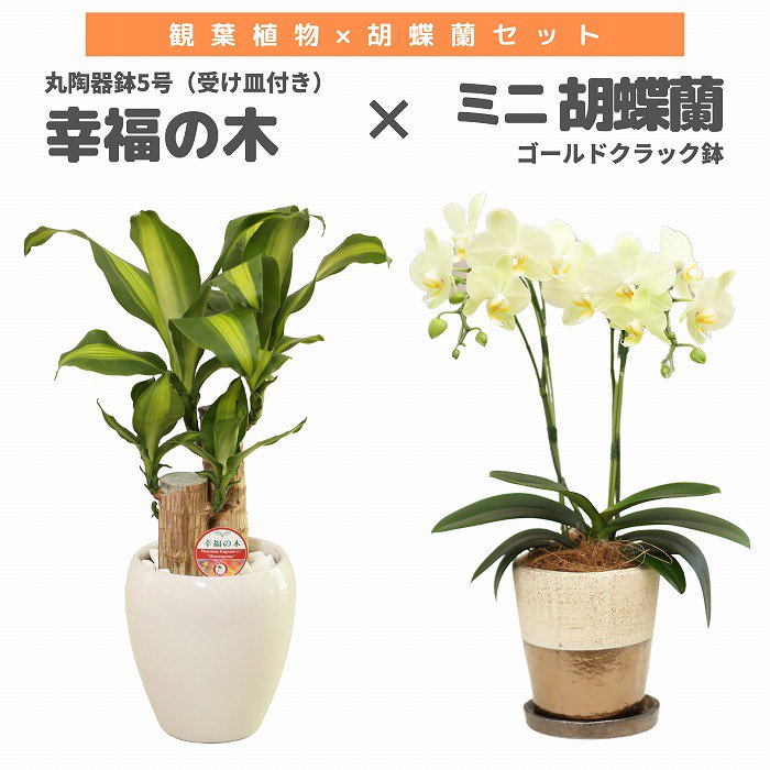 観葉植物と胡蝶蘭セット 幸福の木5号(陶器鉢・受け皿付き)×ミニ胡蝶蘭(ゴールドクラック鉢)‐サムライフラワー