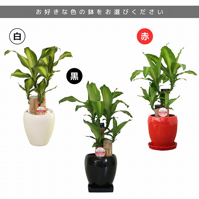 観葉植物と胡蝶蘭セット 幸福の木5号(陶器鉢・受け皿付き)×ミニ胡蝶蘭(ゴールドクラック鉢)‐サムライフラワー