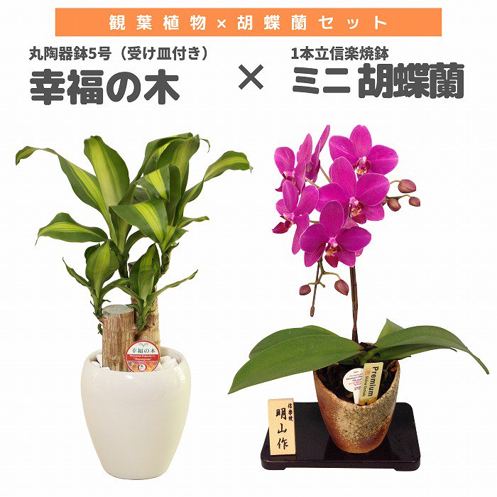 観葉植物と胡蝶蘭セット 幸福の木5号(陶器鉢・受け皿付き)×ミニ胡蝶蘭(1本立信楽焼鉢)‐サムライフラワー