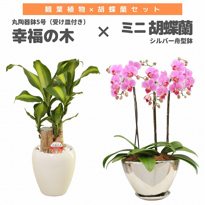 陶器 植木鉢 胡蝶蘭鉢 2鉢セット 大きかれ