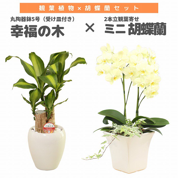 観葉植物と胡蝶蘭セット 幸福の木5号(陶器鉢・受け皿付き)×ミニ胡蝶蘭(2本立観葉寄せ)‐サムライフラワー