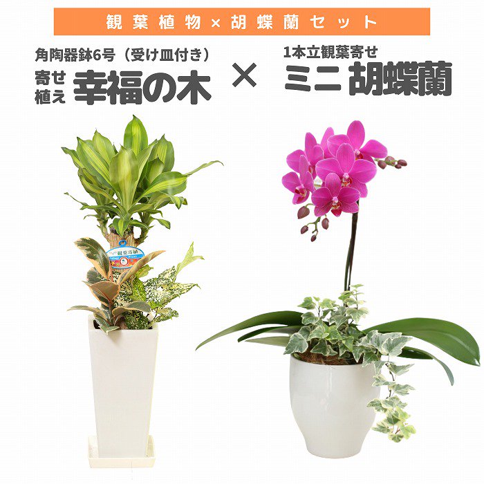 観葉植物と胡蝶蘭セット 寄せ植え(幸福の木)8号(陶器鉢・受け皿付き)×ミニ胡蝶蘭(1本立観葉寄せ)‐サムライフラワー