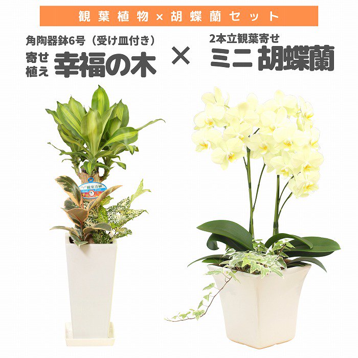 観葉植物と胡蝶蘭セット 寄せ植え(幸福の木)8号(陶器鉢・受け皿付き)×ミニ胡蝶蘭(1本立観葉寄せ)‐サムライフラワー