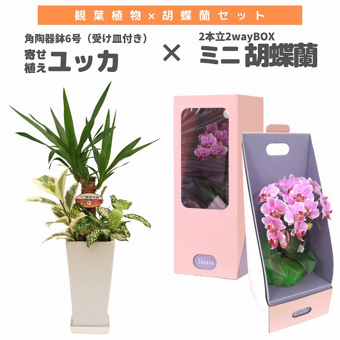 տʪȸĳå 󤻿(å)6(ƫȭդ)ߥߥ˸ĳ(2Ω2wayBOX)<img class='new_mark_img2' src='https://img.shop-pro.jp/img/new/icons61.gif' style='border:none;display:inline;margin:0px;padding:0px;width:auto;' />